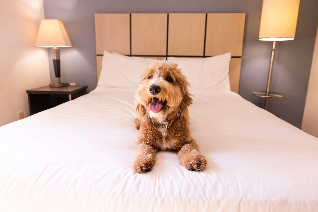 Sonesta Simply Suites Austin The Domain Area Pokój zdjęcie